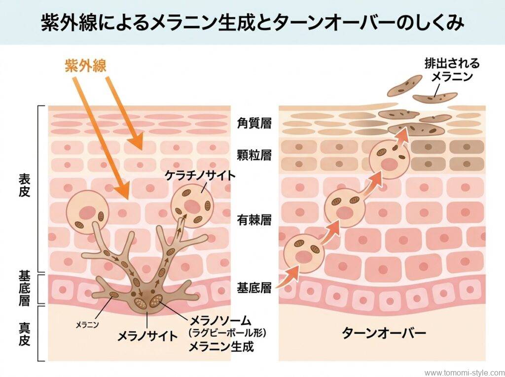 紫外線によるメラニン生成とターンオーバーでの排出のしくみを解説する図解イラスト